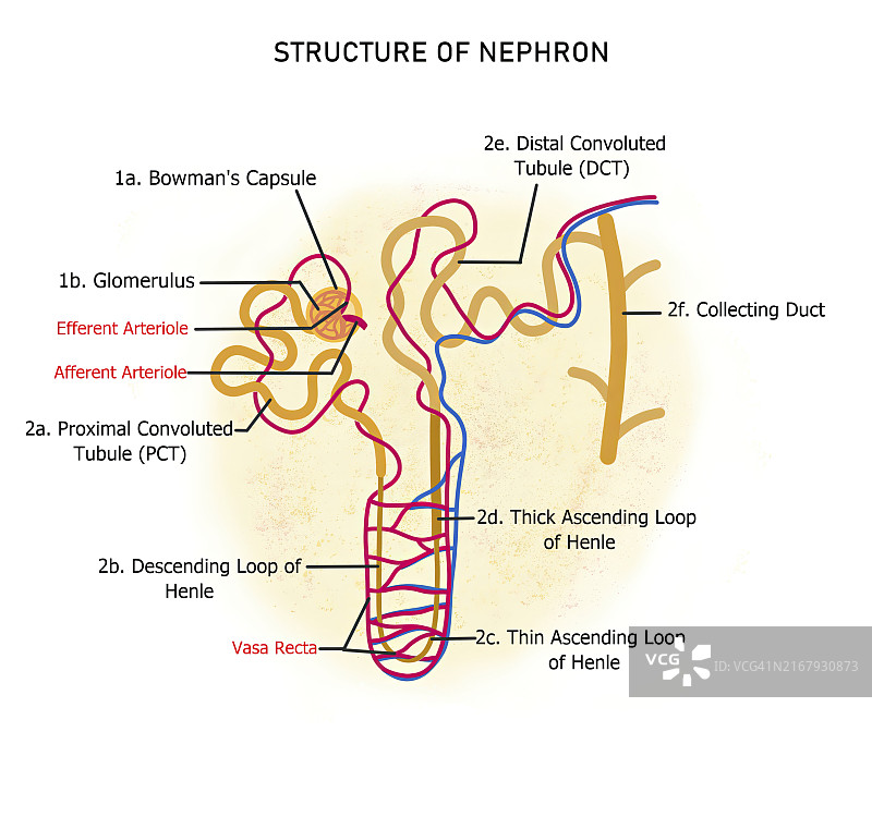 肾单位与直血管的结构示意图图片素材