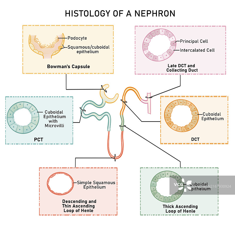 肾单位组织学图示图片素材