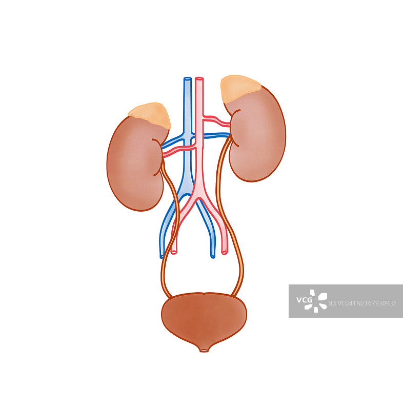 泌尿系统示意图图片素材