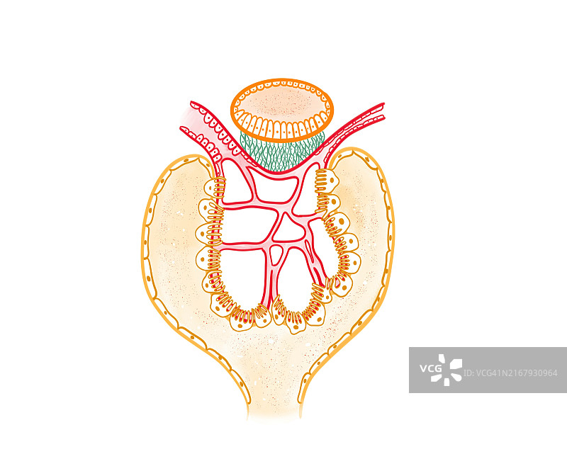 弓曼囊插画图片素材