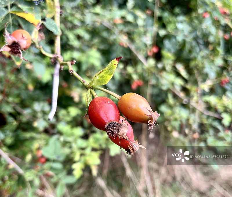 玫瑰果图片素材