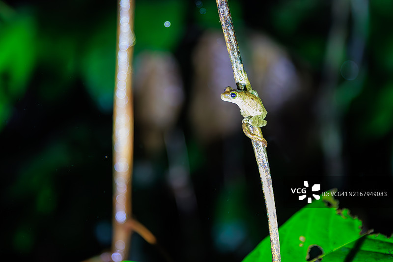 秘鲁伊基托斯丛林树枝上的小青蛙图片素材