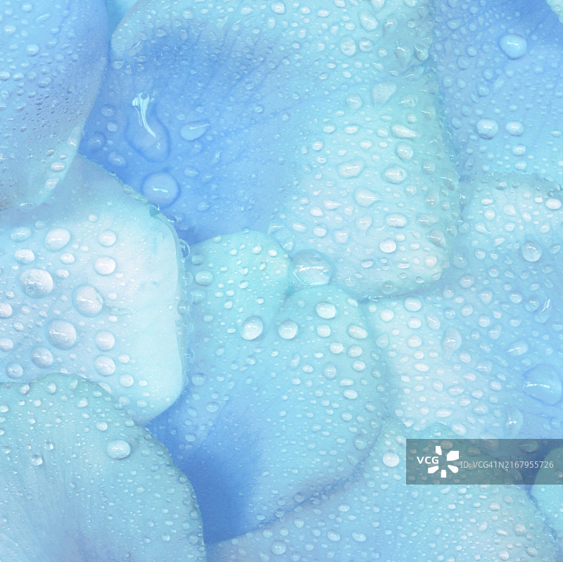 蓝色调玫瑰花瓣水滴数码处理图片素材