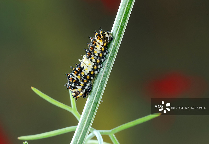 茴香凤蝶毛虫图片素材