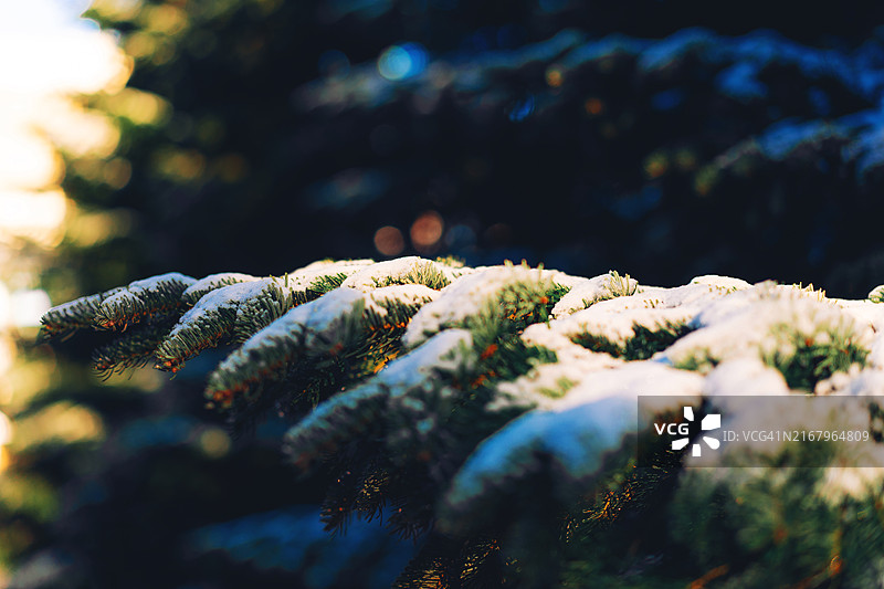 绿色冷杉树背景，覆盖着雪的圣诞树枝图片素材