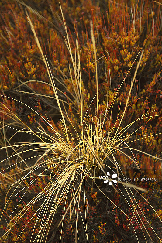 秋季红色地面上生长的金色草特写图片素材