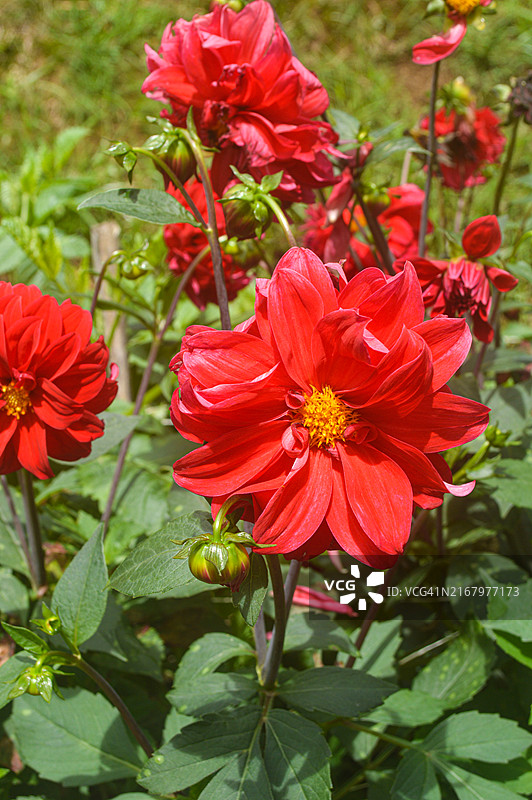 鲜艳的红色大丽花在夏日柔和的阳光下，位于斯里兰卡乌瓦省努瓦拉埃利亚图片素材