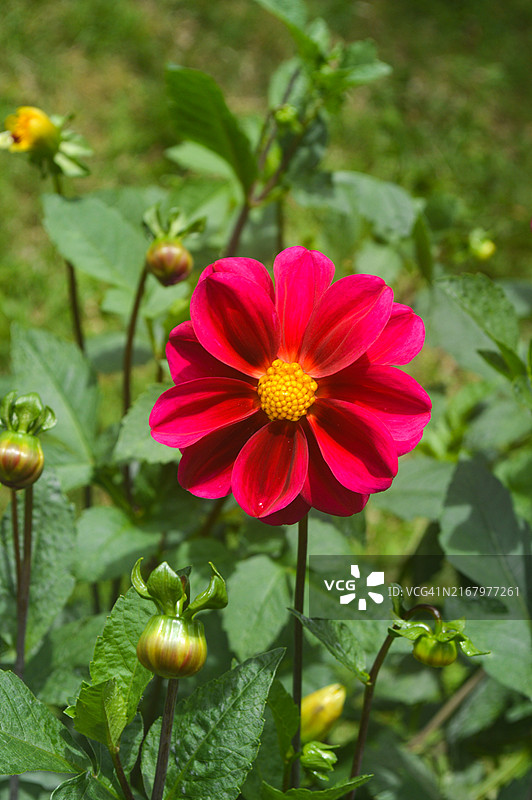 斯里兰卡乌瓦省努瓦拉埃利亚盛开的大丽花图片素材