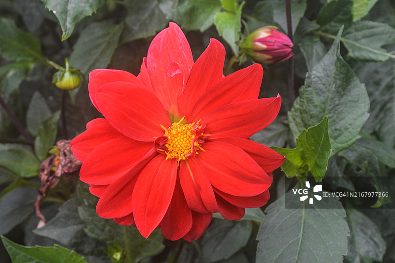 红色大丽花特写，位于斯里兰卡乌瓦省努瓦拉埃利亚图片素材