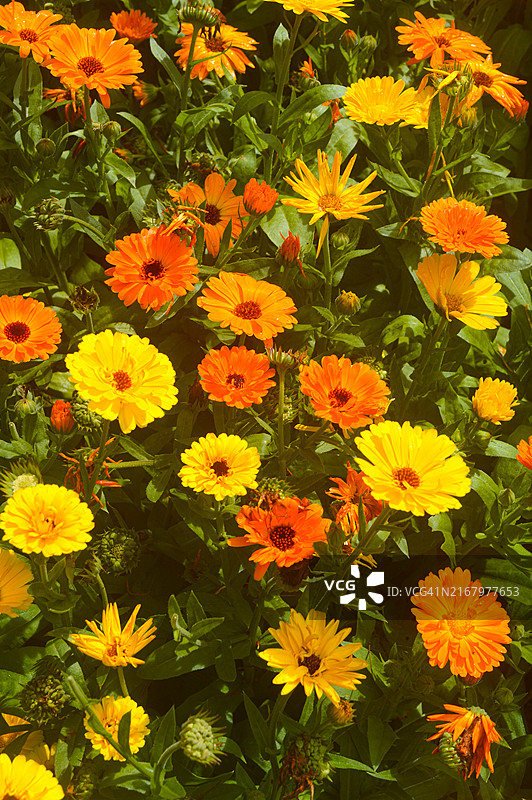 斯里兰卡乌瓦省努瓦拉埃利亚明黄色橙色花卉花园背景图片素材