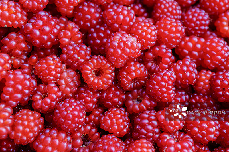 野生覆盆子图片素材