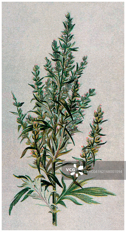 古老的艾蒿彩色石印插图图片素材