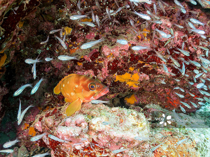半线天竺鲷、斑点天竺鲷及其他幼鱼和黑边石斑鱼在四脚动物周围群游图片素材