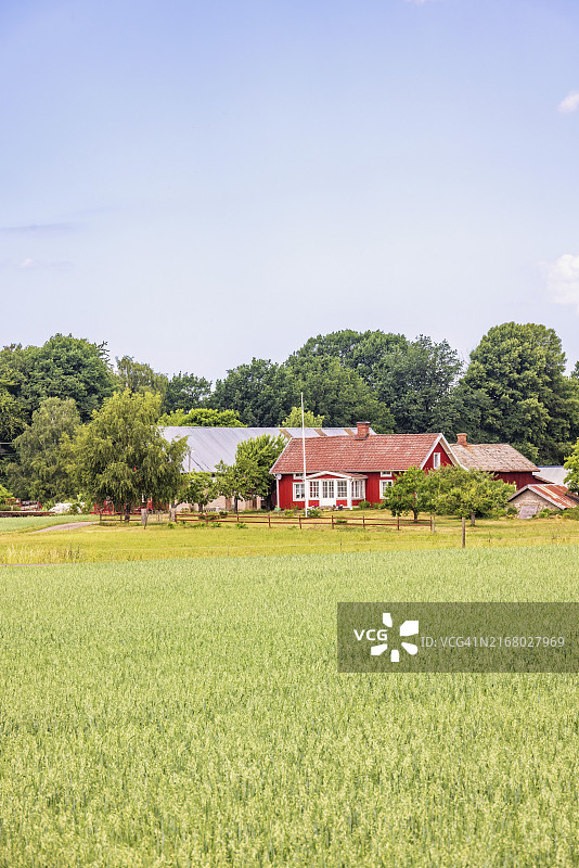 夏季欧洲瑞典乡村玉米田边的红色田园小屋图片素材