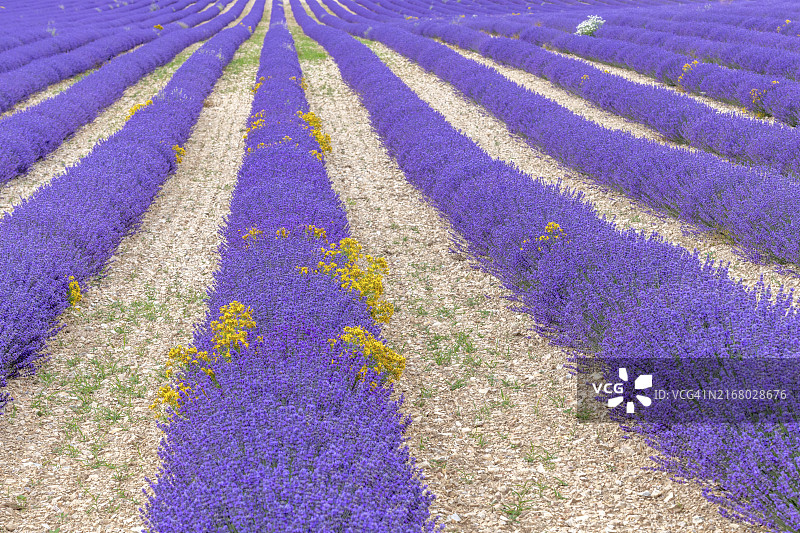法国非物质文化遗产薰衣草田图片素材