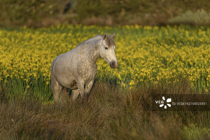 在充满黄色鸢尾花的沼泽地里的卡马格马，法国卡马格圣玛丽德拉梅尔图片素材