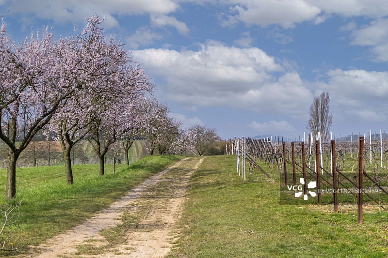 杏树，德国南部普法尔茨图片素材