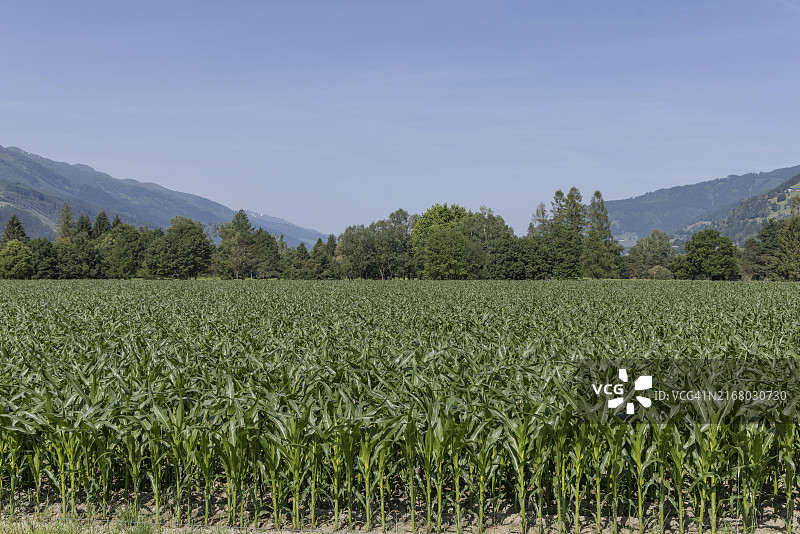 平茨高的玉米地图片素材