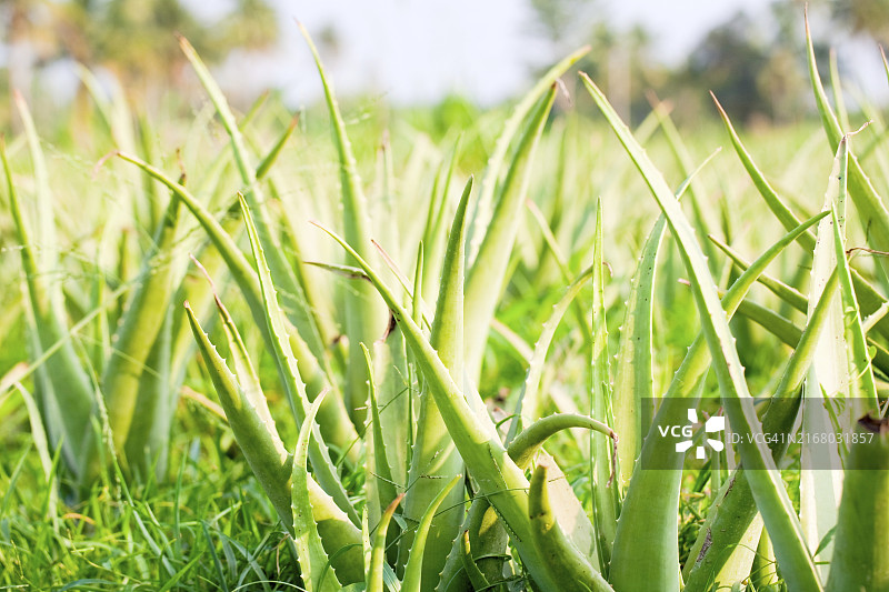 泰国户外芦荟种植园图片素材