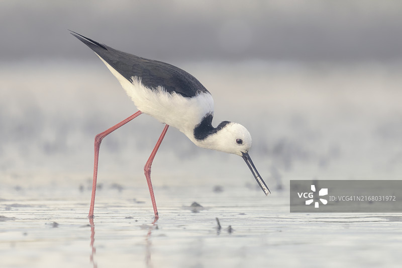 在澳大利亚浅水淡水泻湖中觅食的野生黑翅长脚鹬图片素材