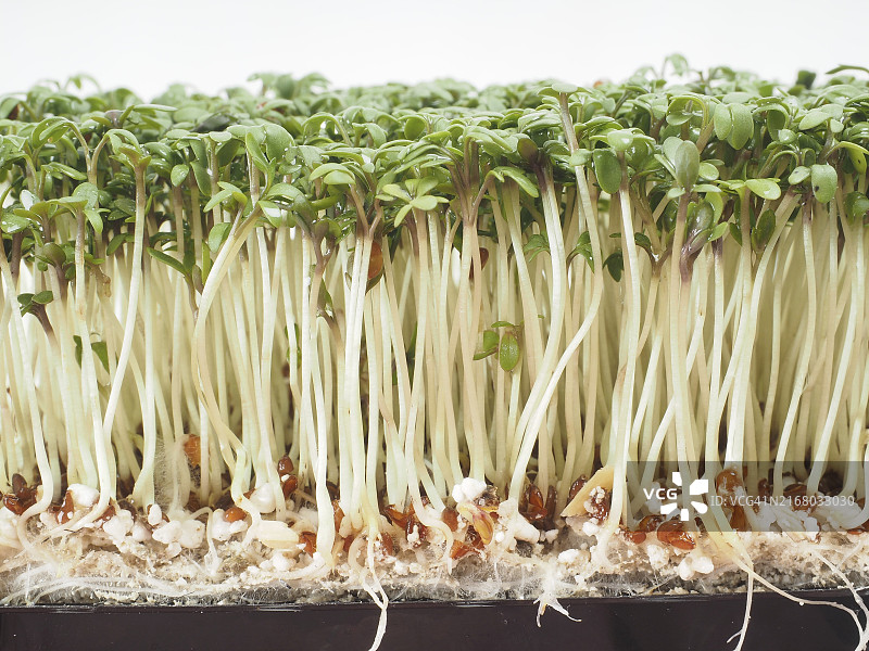 特写镜头下的西洋菜苗图片素材