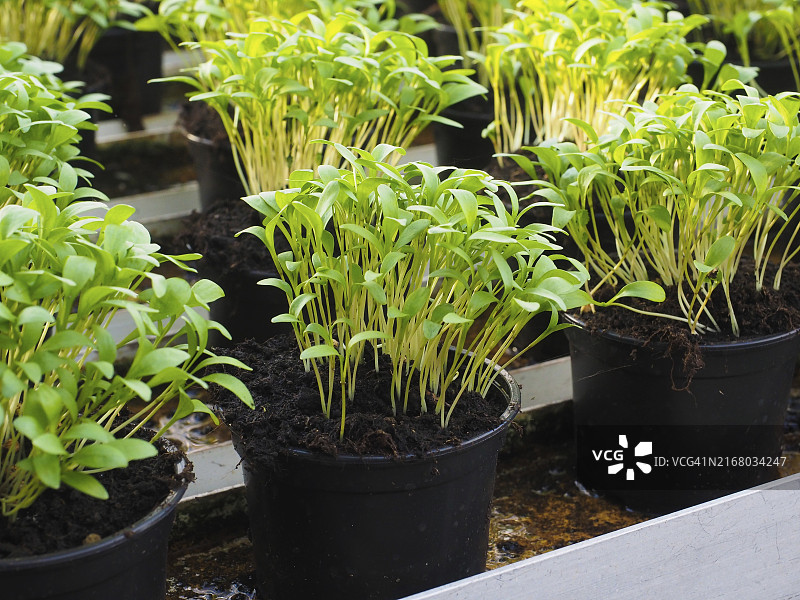 温室中盆栽的新鲜香草图片素材