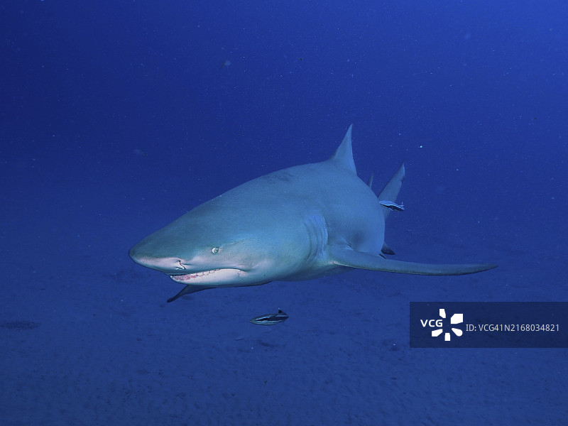 柠檬鲨畅游于平静的蓝色海洋中图片素材