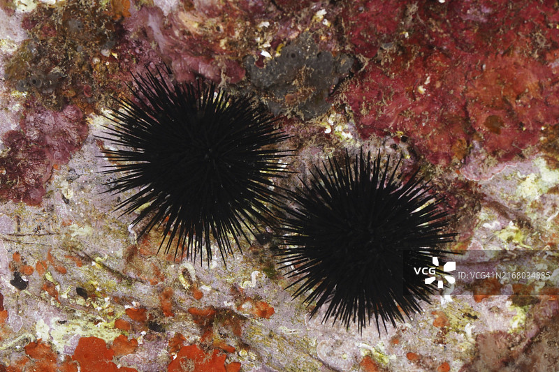 水下彩色岩石上的两个黑海胆标本（Arbacia lixula），地点：西班牙布拉瓦海岸图片素材