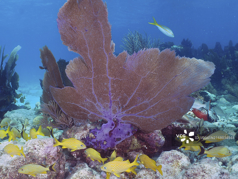 美国佛罗里达州礁石公园的常见海扇和黄色鱼图片素材