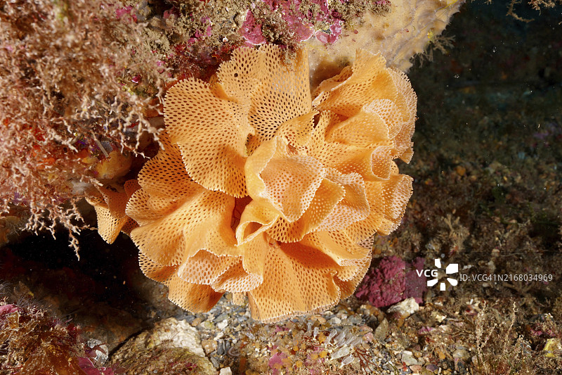 水下海王星面纱，西班牙克鲁斯角海洋保护区图片素材