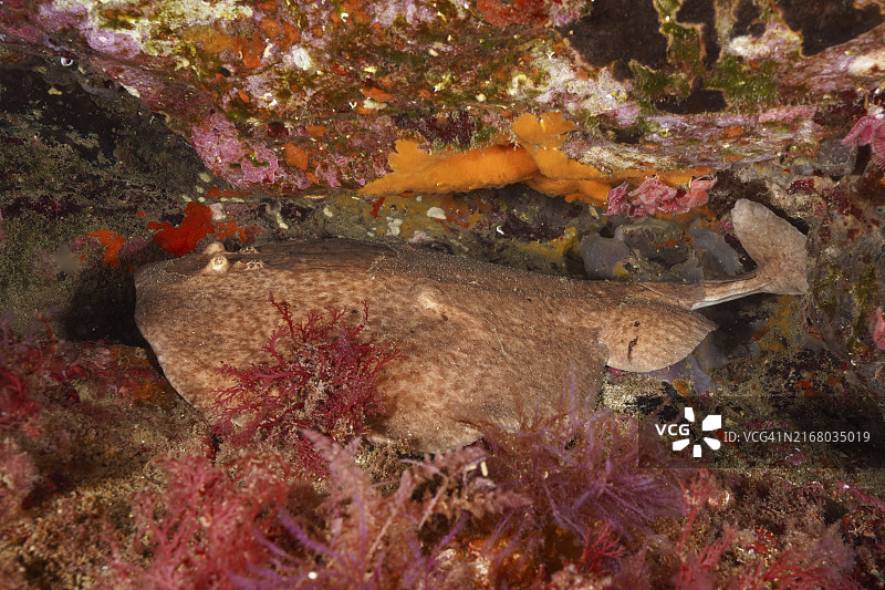 一条大理石电鳐隐藏在色彩斑斓的水下礁石中，地点位于西班牙布拉瓦海岸图片素材