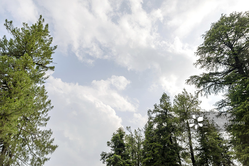 巴基斯坦阿伯塔巴德纳蒂亚加利松树白云图片素材