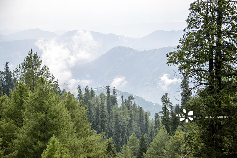 位于巴基斯坦阿伯塔巴德纳蒂亚加利山上的长叶松图片素材