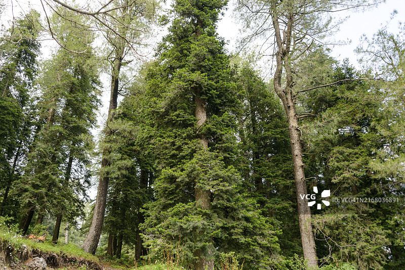 位于巴基斯坦阿伯塔巴德纳蒂亚加利山上的长叶松图片素材