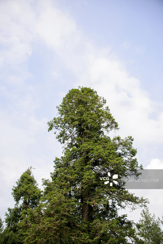 巴基斯坦阿伯塔巴德纳蒂亚加利松树白云图片素材