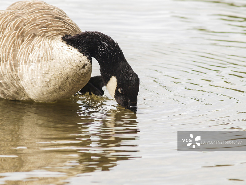 白天在波光粼粼的水中的一只白颊黑雁图片素材