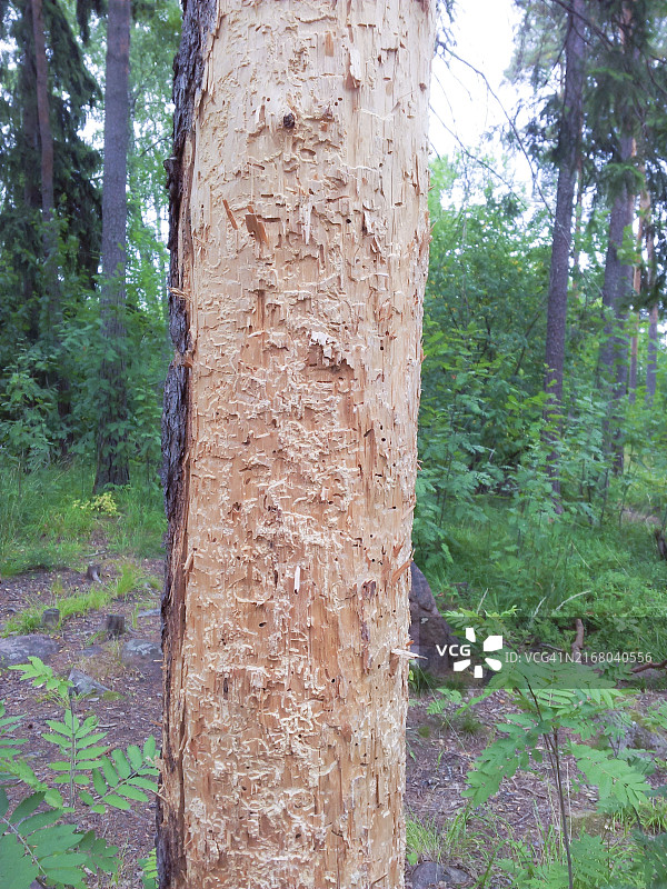 绿色的森林中被白蚁蛀蚀的松树图片素材