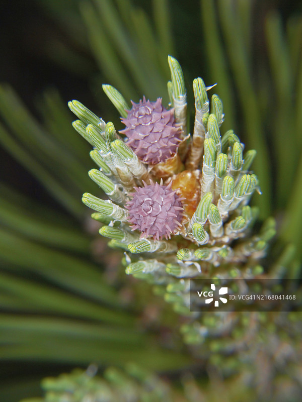 云杉树上的紫色花朵，常绿针叶背景图片素材