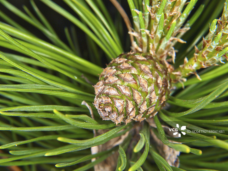 常绿树上新鲜松果特写图片素材