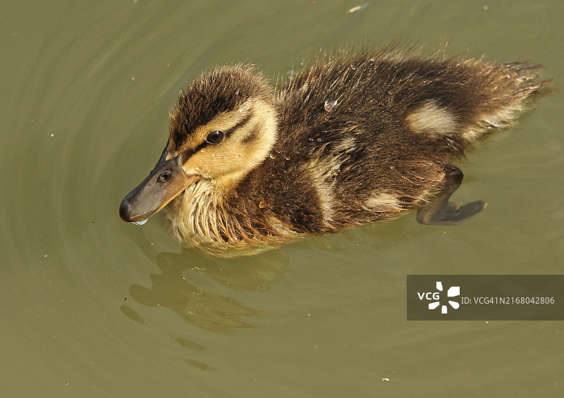 在碧水中嬉戏的小绿头鸭图片素材