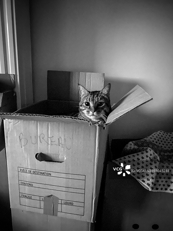 虎斑猫坐在纸板箱里图片素材