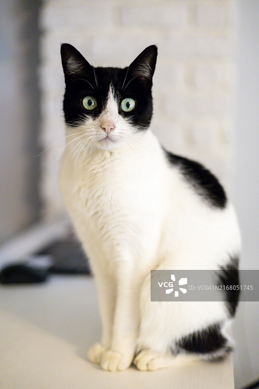 好奇的黑白猫坐在明亮房间的桌子上，墙壁有纹理图片素材