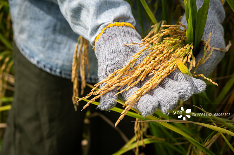 农民的手握住并触摸农业田中水稻（或亚洲稻）的种子图片素材