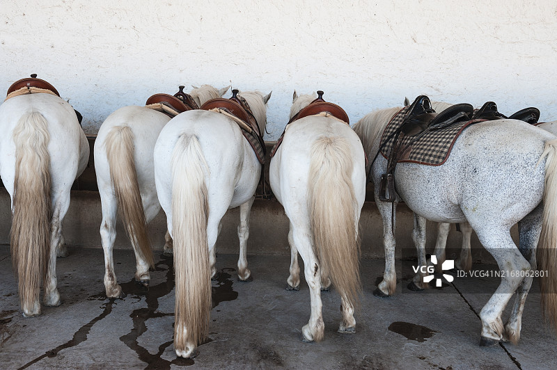 卡马格马图片素材