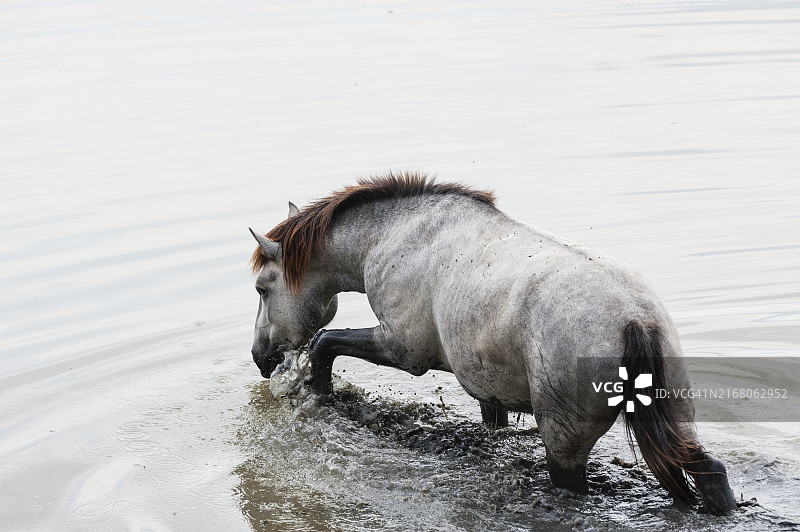 水中的卡玛格马图片素材