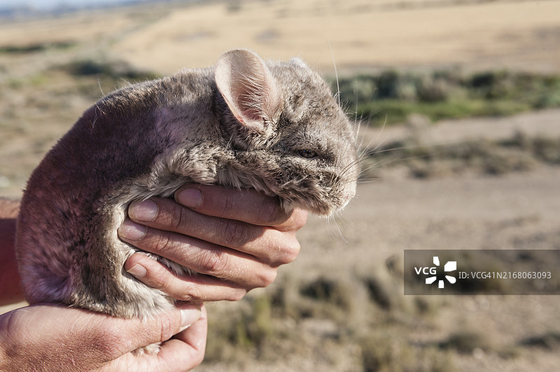短尾龙猫图片素材
