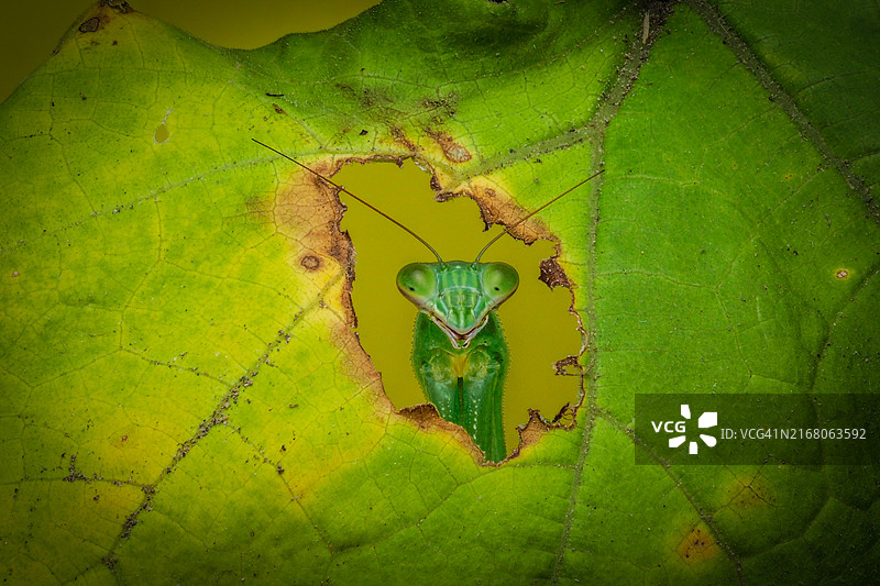 日本东京植物上的绿叶特写图片素材