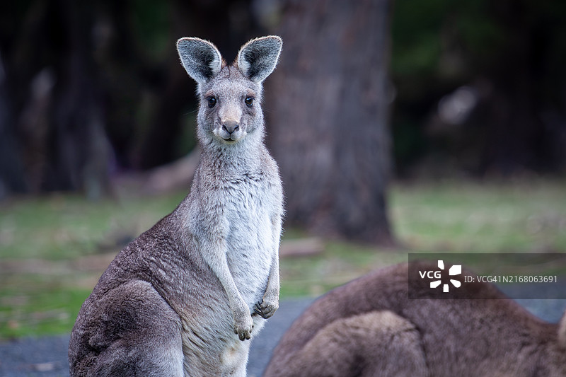 特写：袋鼠，澳大利亚图片素材
