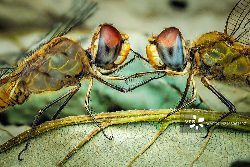 日本东京树枝上的昆虫特写图片素材
