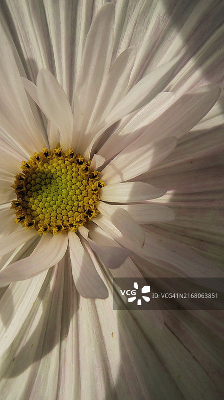英国海沃兹希思的白色花朵特写图片素材